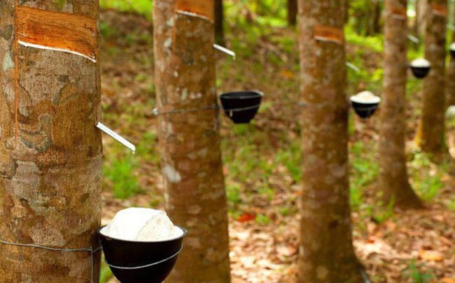 Xu hướng và thị trường cao su Mỹ