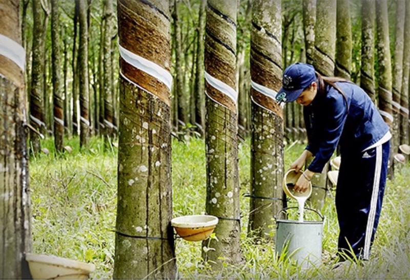 Tình hình xuất khẩu cao su Việt Nam